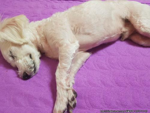 인천 말티푸 남아 잃어버리신 견주분을 찾습니다