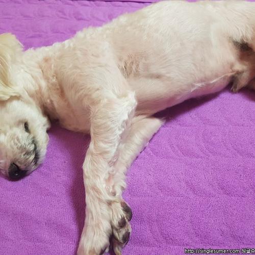 인천 말티푸 남아 잃어버리신 견주분을 찾습니다