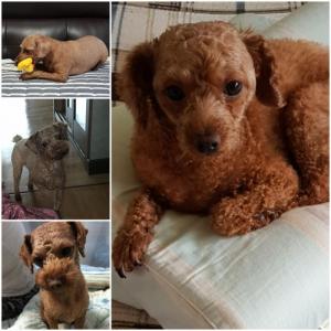 '강아지'를찾습니다. 꼭 한번보시고 도와주세요!!!