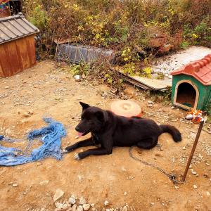 강아지를 찾습니다