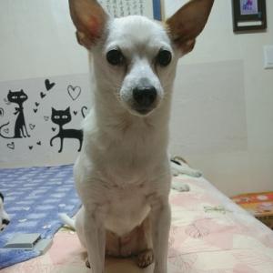 아롱이를 찾아주세요