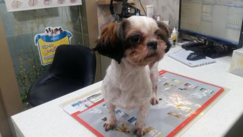 5/5 7시경 강동구 길동 주민센터 앞 (은평교회길) 시츄 잃어버린 신 분