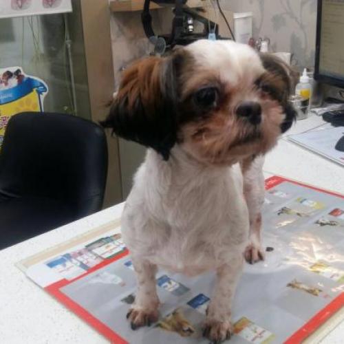 5/5 7시경 강동구 길동 주민센터 앞 (은평교회길) 시츄 잃어버린 신 분