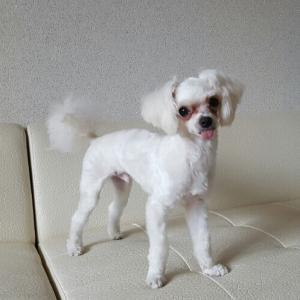 말티즈 수컷 강아지를찾습니다(남구)