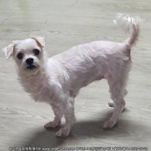 강아지를 찾아주세요