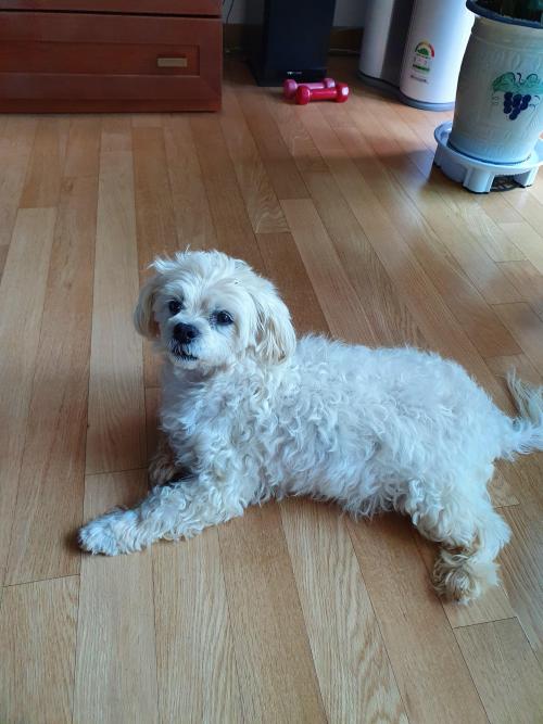 영종도 하얀색 소형견