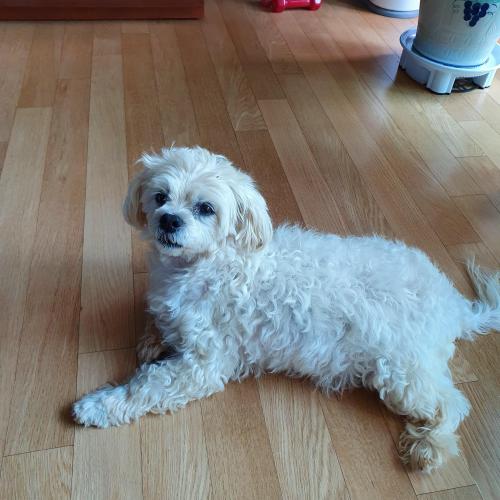 영종도 하얀색 소형견