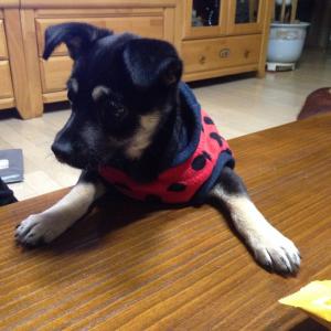 빨간 무당벌레옷입은 검정강아지 찾습니다!