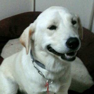 흰색 리트리버 민국이를 찾습니다