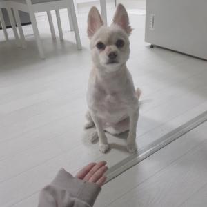 광명시 광명동/철산동 강아지를 찾습니다.