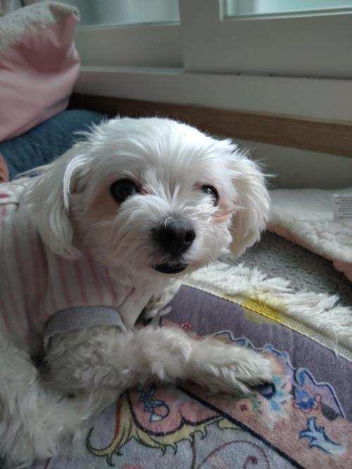 여아   말티즈 보호중