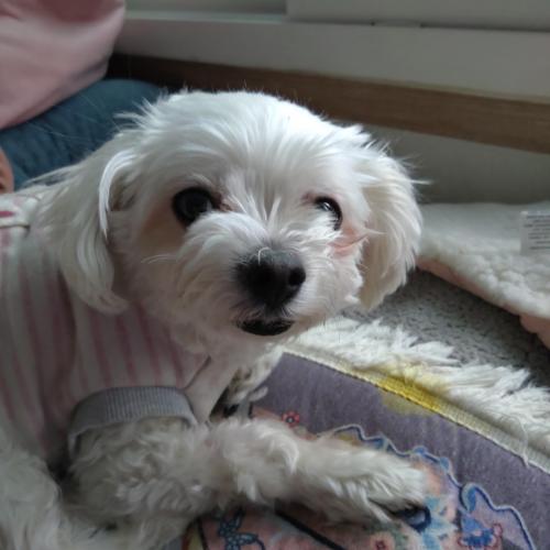 여아   말티즈 보호중