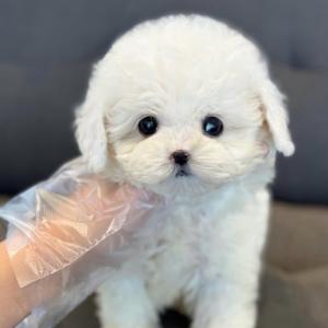 2개월령 미니비숑 분양보냅니다!