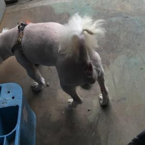 츄를찾아주세요