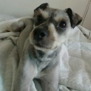 너울이를 찾습니다