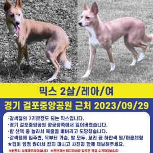 믹스 2살 여아 실종(제보가 간절합니다)