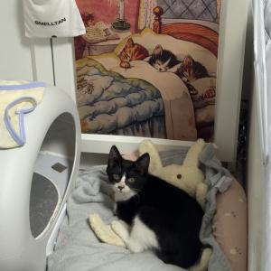 수도권) 턱시도 고양이 가족찾아요