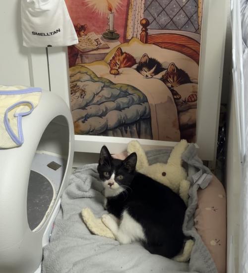 수도권) 턱시도 고양이 가족찾아요