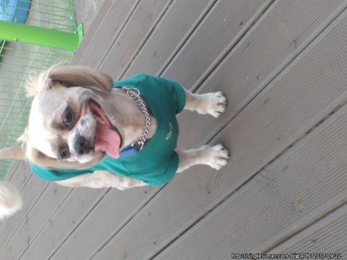 시츄남아 뭉치 견주님 찾습니다.