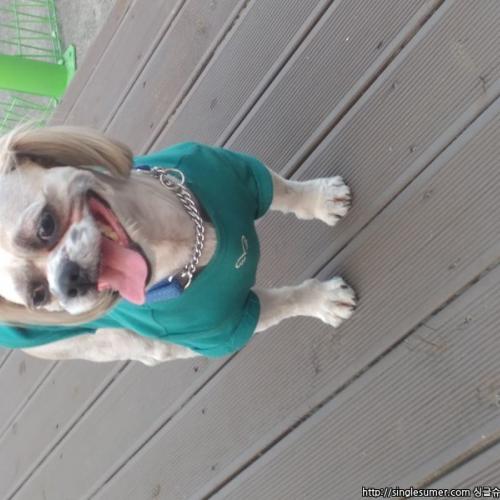 시츄남아 뭉치 견주님 찾습니다.