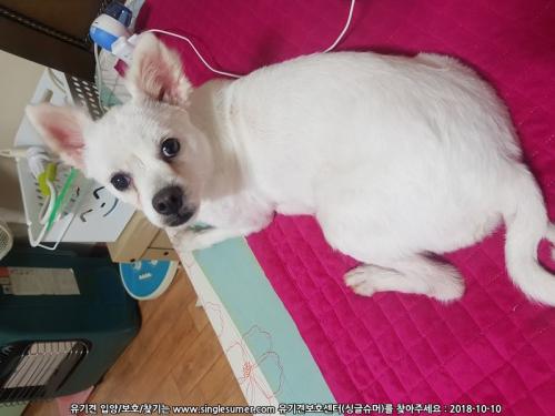 스피치 임시보호중입니다 (화성시 송산동)