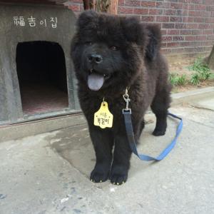성서공단 검정색 차우차우 복길이를 찾습니다