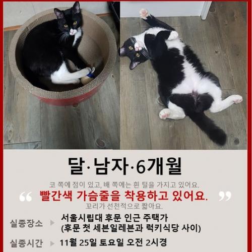 고양이 찾아요(서울시립대 근처)