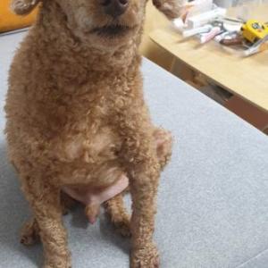 8살노견을찾습니다