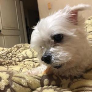 연수구 근처 말티즈 남아 찾아요