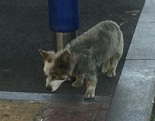 보호중은 아니고 유기견으로 보이는 강아지 발견했습니다.