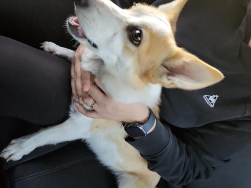 웰시코기 여아 주인 찾아요