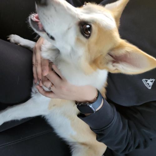 웰시코기 여아 주인 찾아요