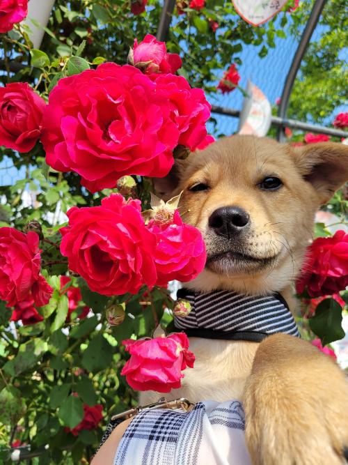 식용견이였던 다운이의 가족이되어주세요