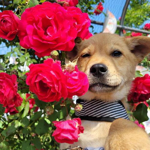 식용견이였던 다운이의 가족이되어주세요