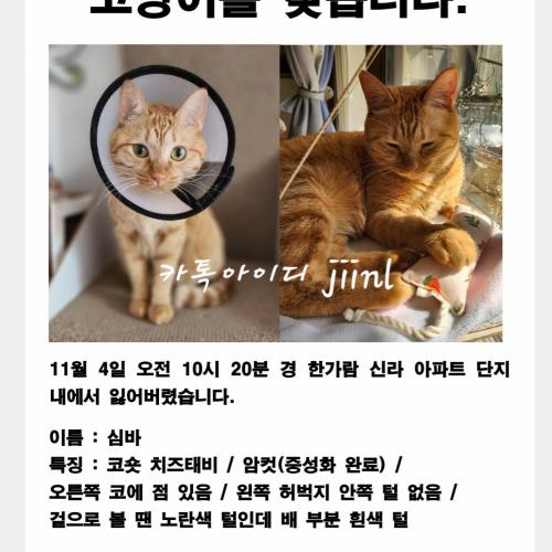 고양이 찾습니다