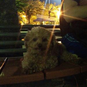 경기도부천시 원미구 갈색푸들 암컷