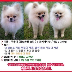 구름이를 찾아주세요(백만원사례금)