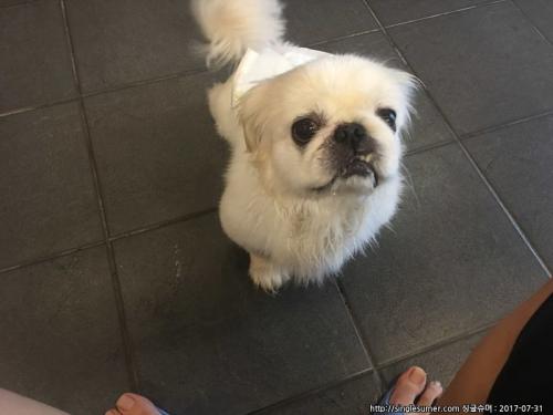연수4단지 페키니즈 남자아이 보호중잊니다
