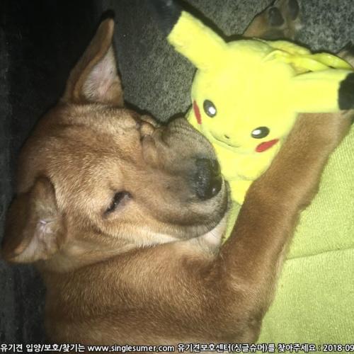 부개동에서 여아 강아지 보호 중입니다