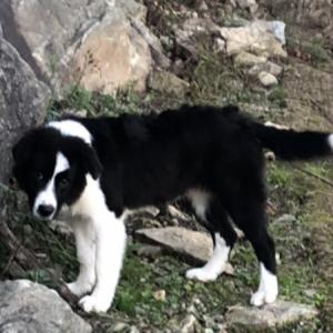 치악산 상원사 강아지(보더콜리)