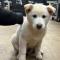 김포시 풍무동 흰색강아지 보호중입니다
