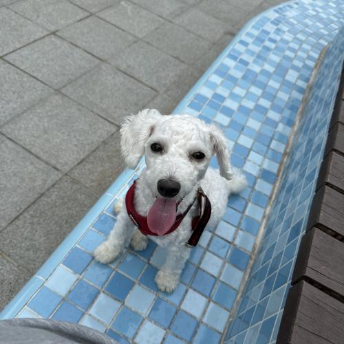 사정상 키우지 못하여 입양보내요