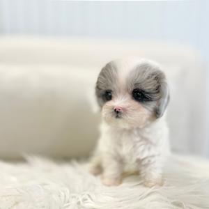 [ 45만원 ] 블루멀 말티푸