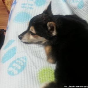 계산동 까만미니핀믹스견찾아요