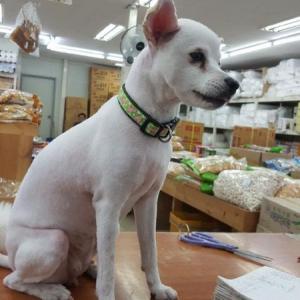 강아지를 찾아요..