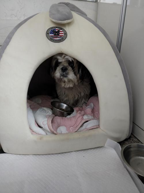 부천시 고강동 유기견 보호중