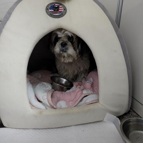 부천시 고강동 유기견 보호중