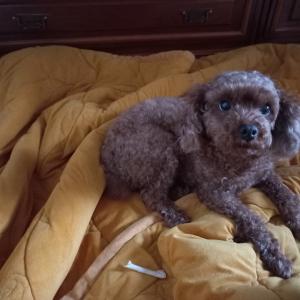 푸들7살
