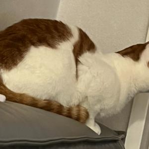 사천시 치즈태비냥이 찾습니다