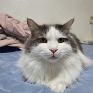 청주 고양이 찾아요